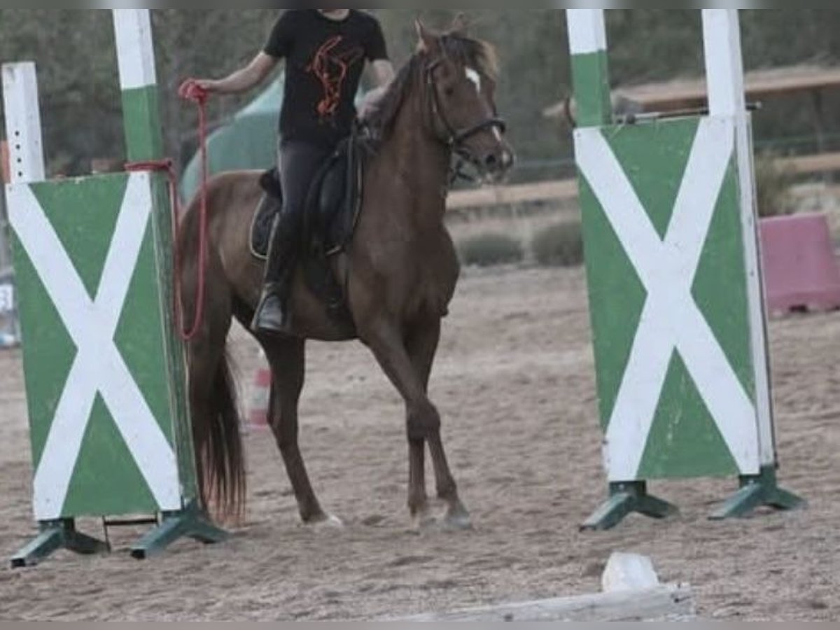 More ponies/small horses Gelding 11 years 14,1 hh Chestnut-Red in Senorbi&#39;