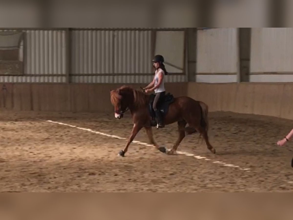 More ponies/small horses Gelding 12 years 14,1 hh Chestnut-Red in Stettenhof