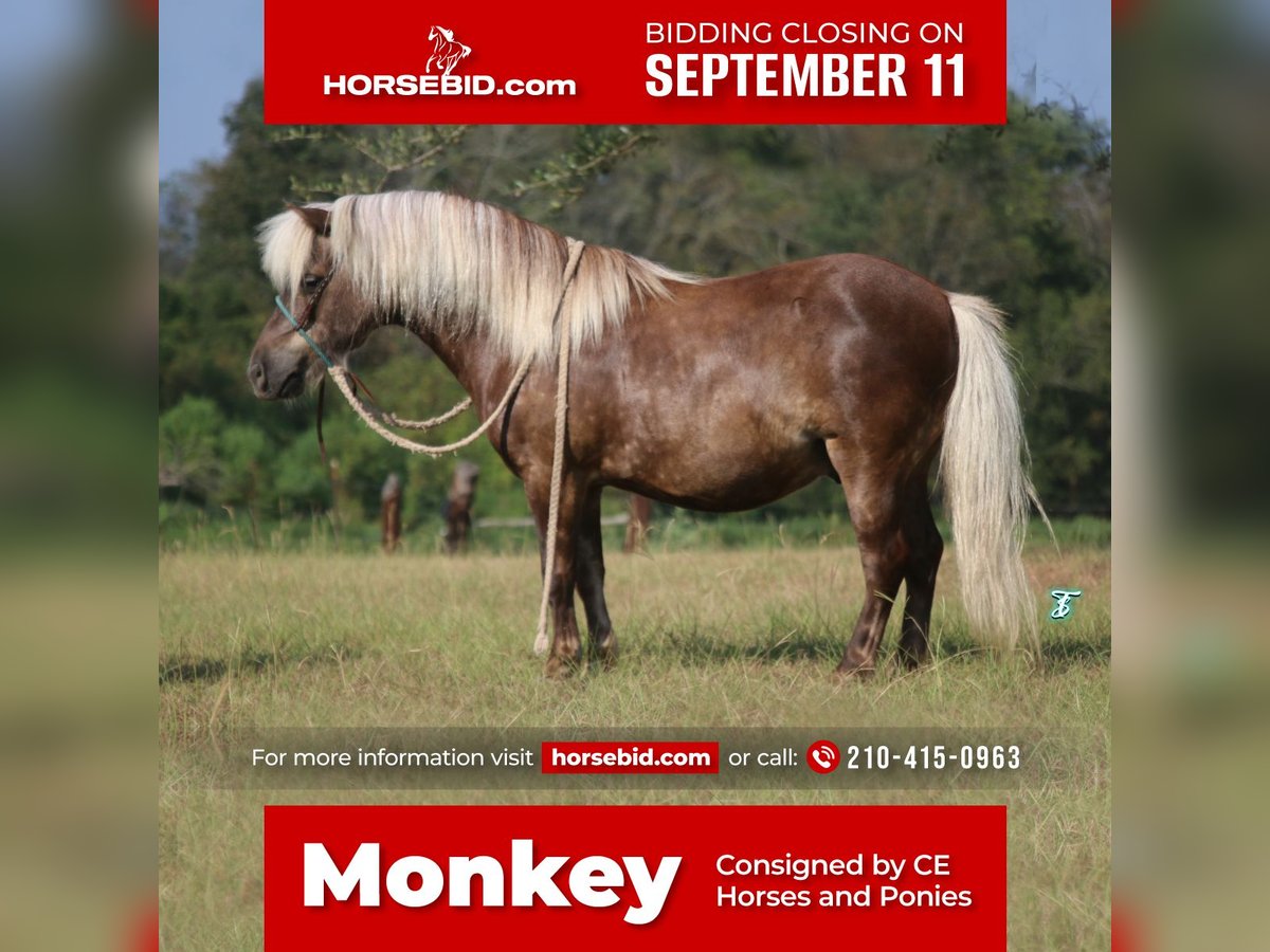 More ponies/small horses Gelding 12 years 9,2 hh Palomino in Carthage, TX