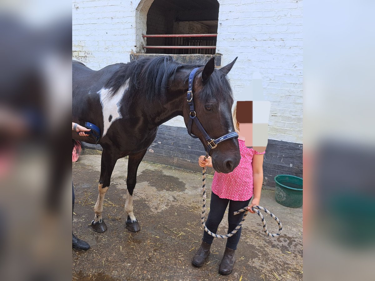 More ponies/small horses Gelding 14 years 15,1 hh Pinto in Braunschweig