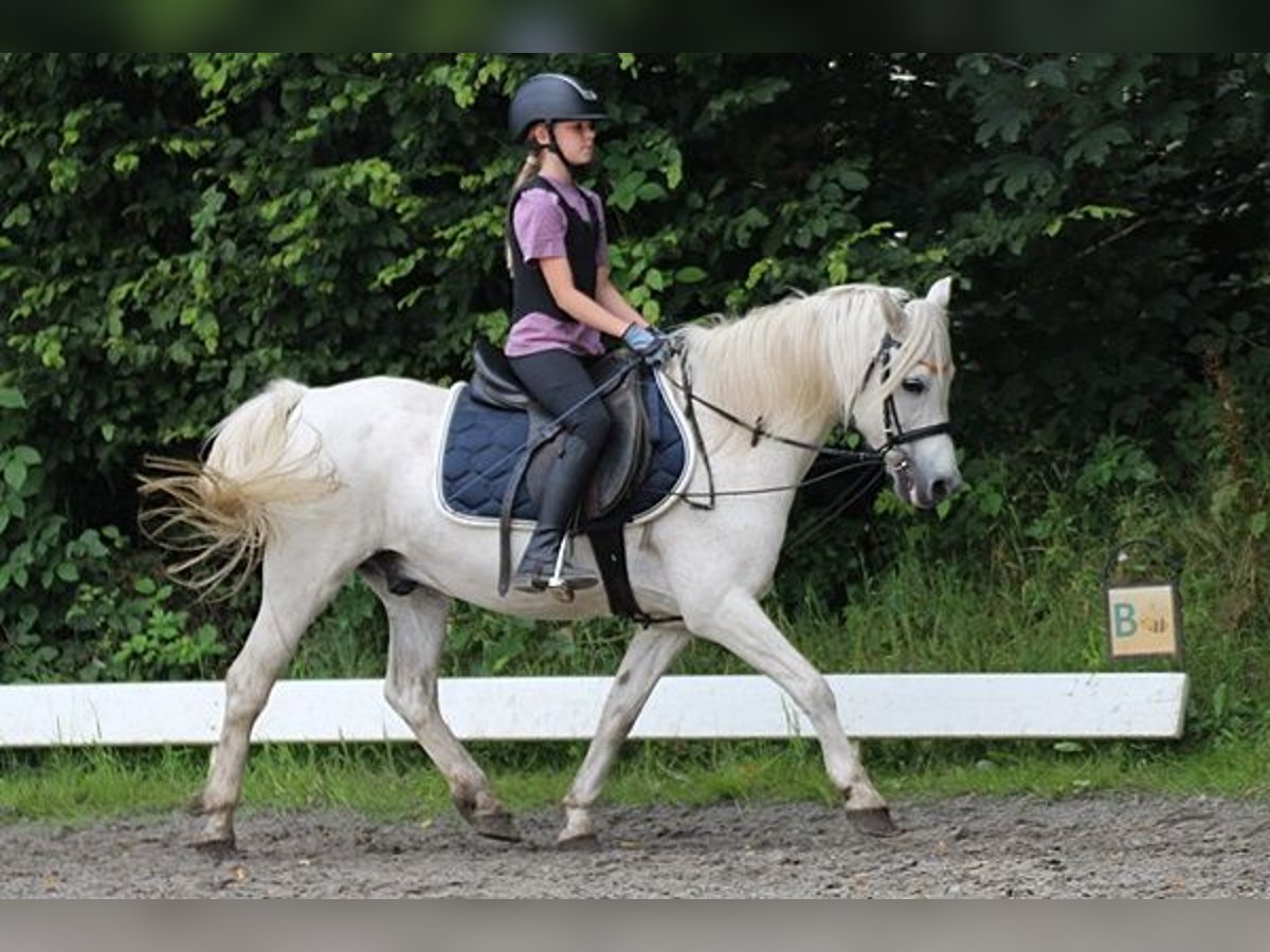 More ponies/small horses Mix Gelding 15 years 12,1 hh Gray in Neumünster