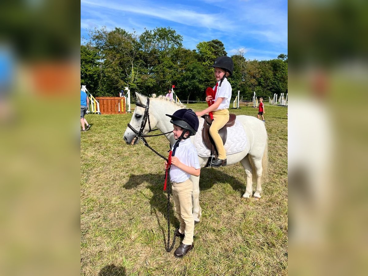 More ponies/small horses Gelding 17 years 12 hh Gray in Limerick