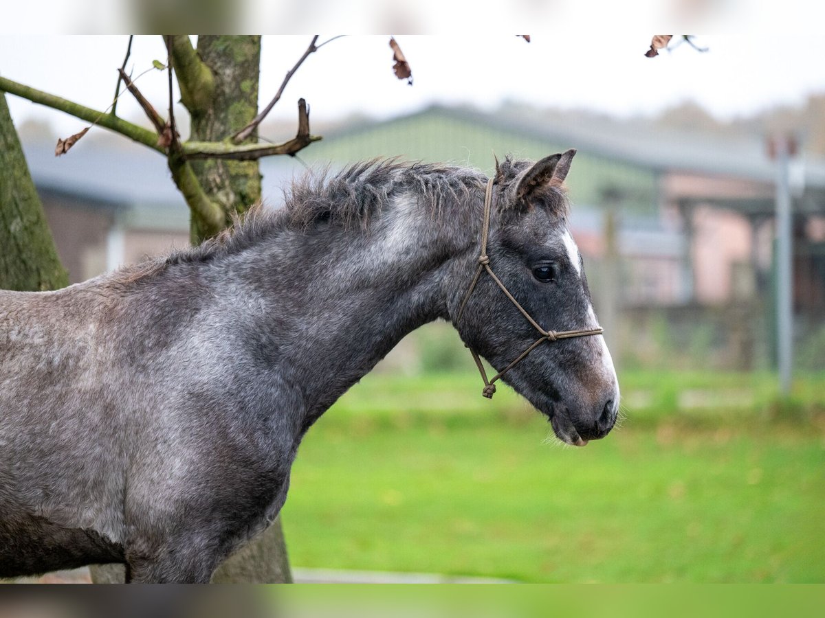 More ponies/small horses Gelding 1 year 14,1 hh Gray in GROTE-BROGEL