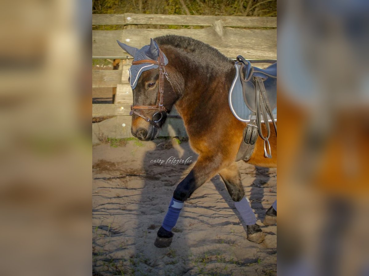 More ponies/small horses Gelding 3 years 11,2 hh Bay-Dark in Mescherin