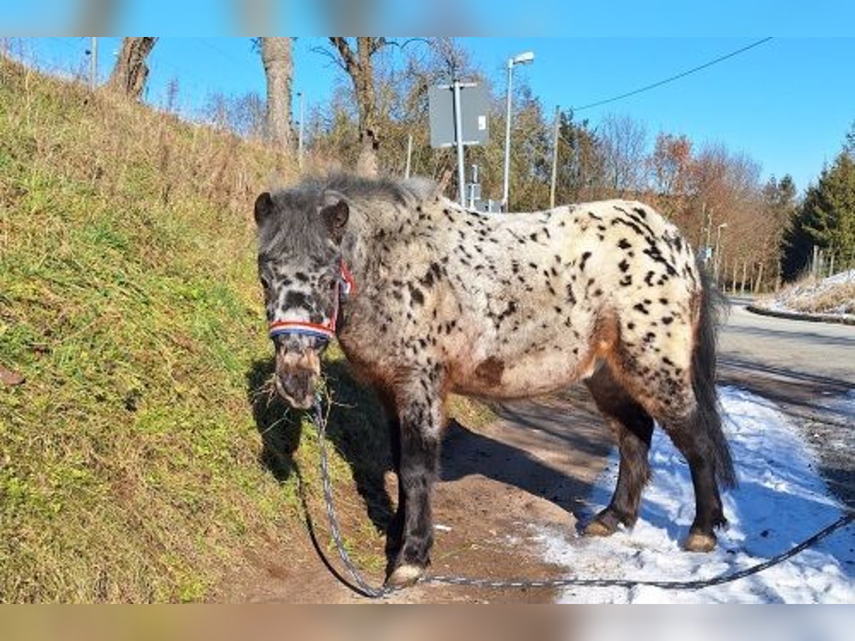 More ponies/small horses Gelding 3 years 11 hh Leopard-Piebald in Leuben-Schleinitz