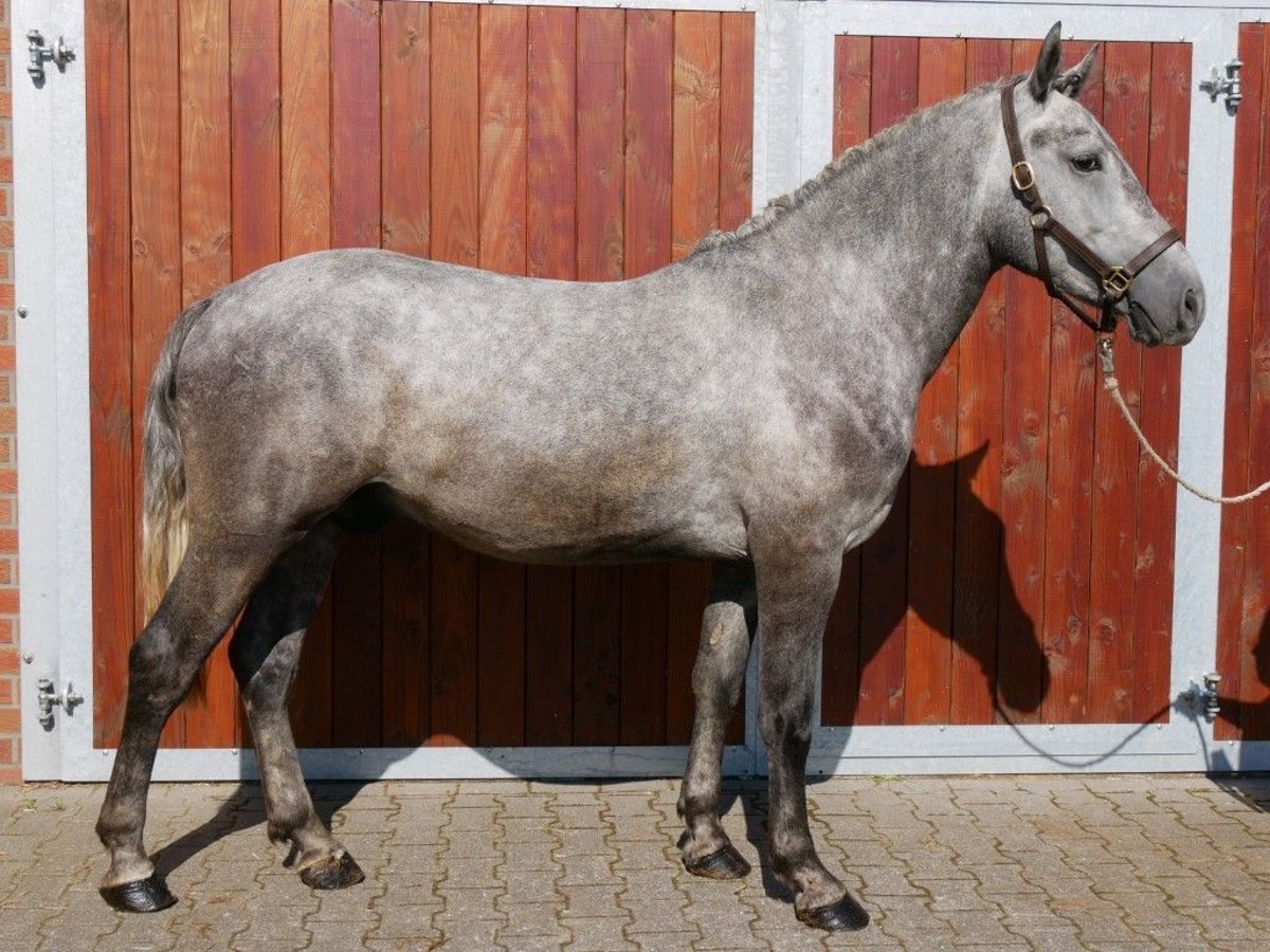 More ponies/small horses Gelding 3 years 14,3 hh in Dorsten