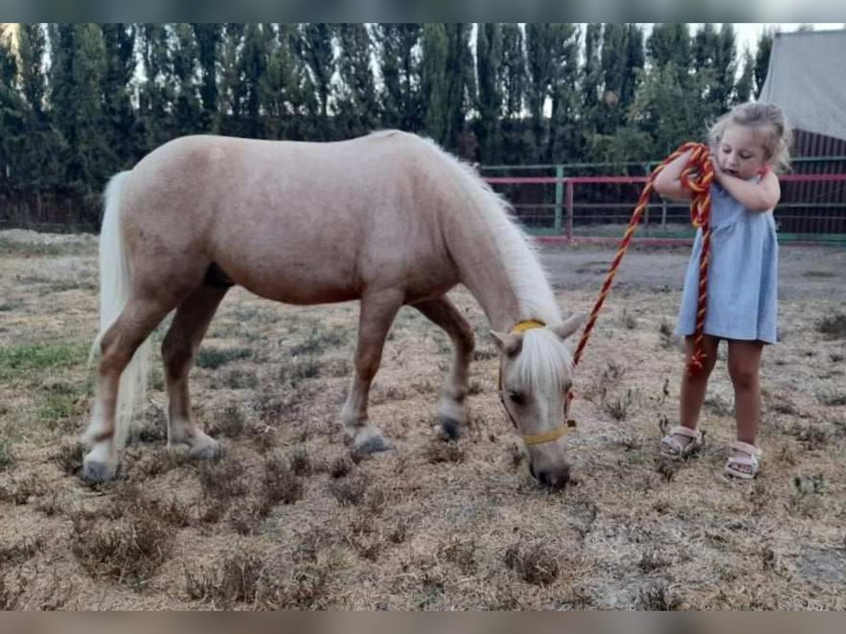 More ponies/small horses Gelding 3 years 9,2 hh Palomino in Chiclana de la Frontera
