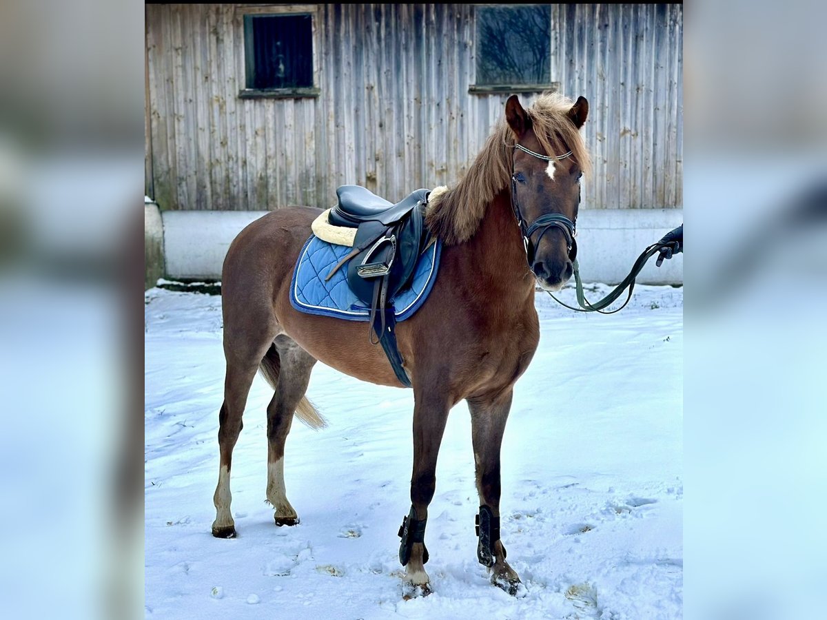 More ponies/small horses Gelding 4 years 13,1 hh Chestnut in Pelmberg