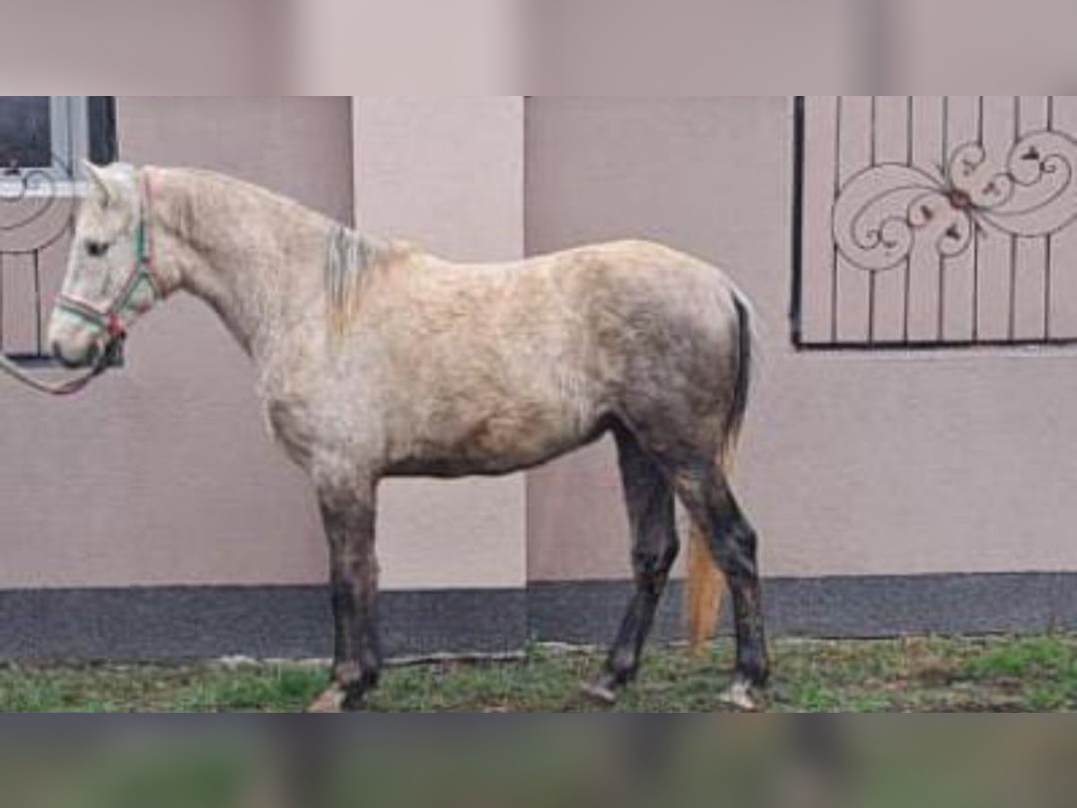 More ponies/small horses Gelding 4 years 14,1 hh in Deggendorf