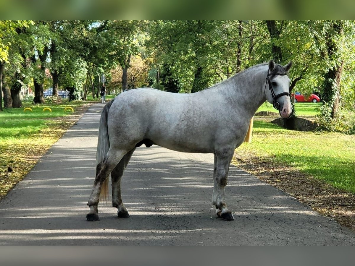 More ponies/small horses Gelding 4 years 15,1 hh in Deggendorf