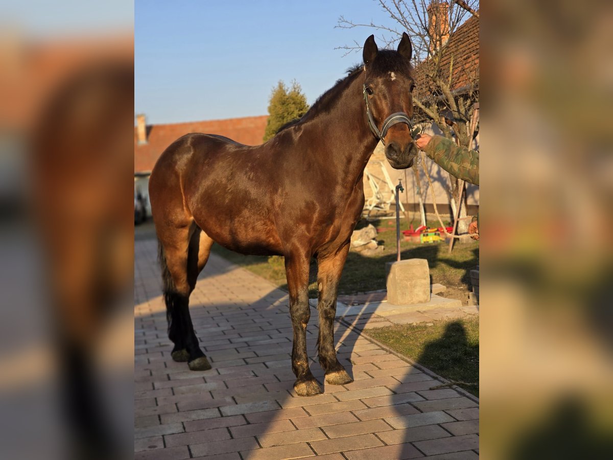 More ponies/small horses Gelding 5 years 14,1 hh Brown in Deggendorf