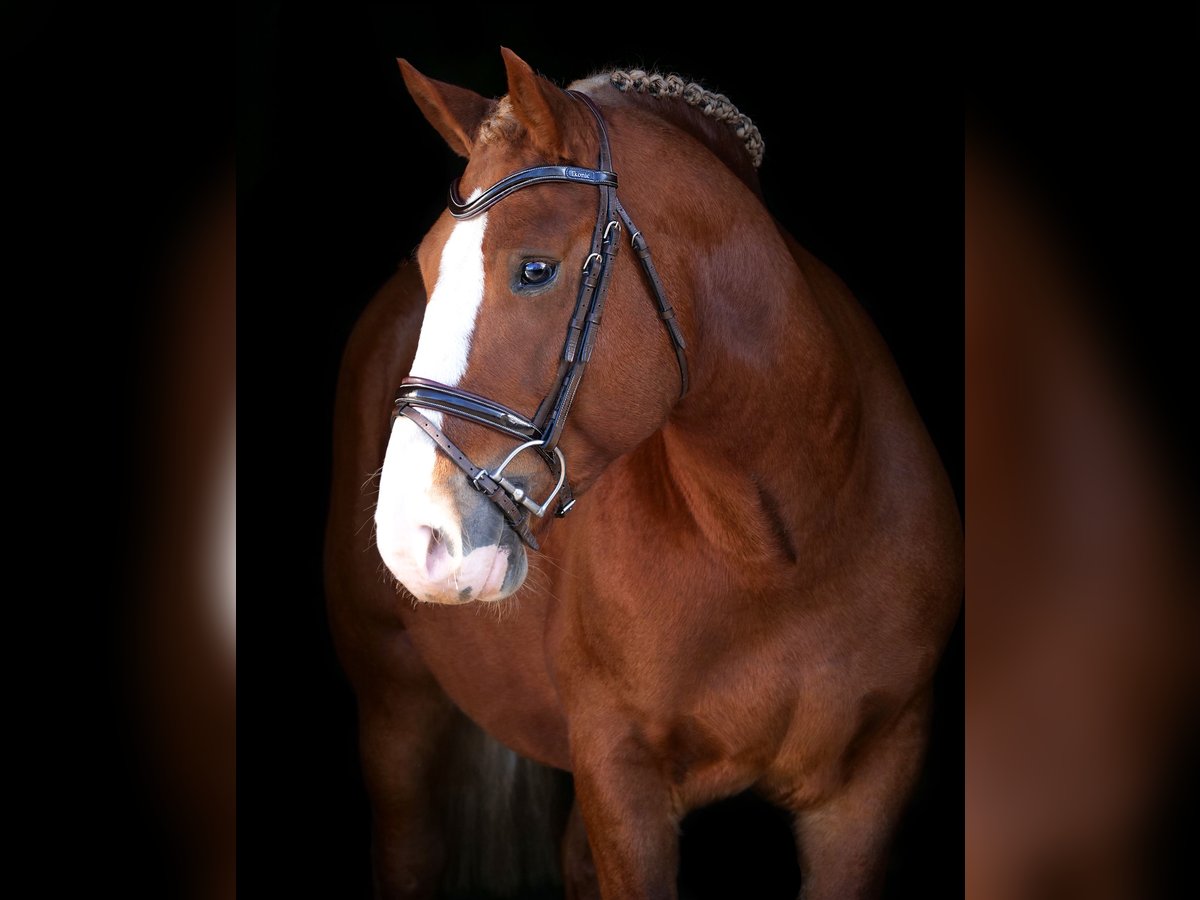 More ponies/small horses Gelding 5 years 14,1 hh Chestnut-Red in Dohren