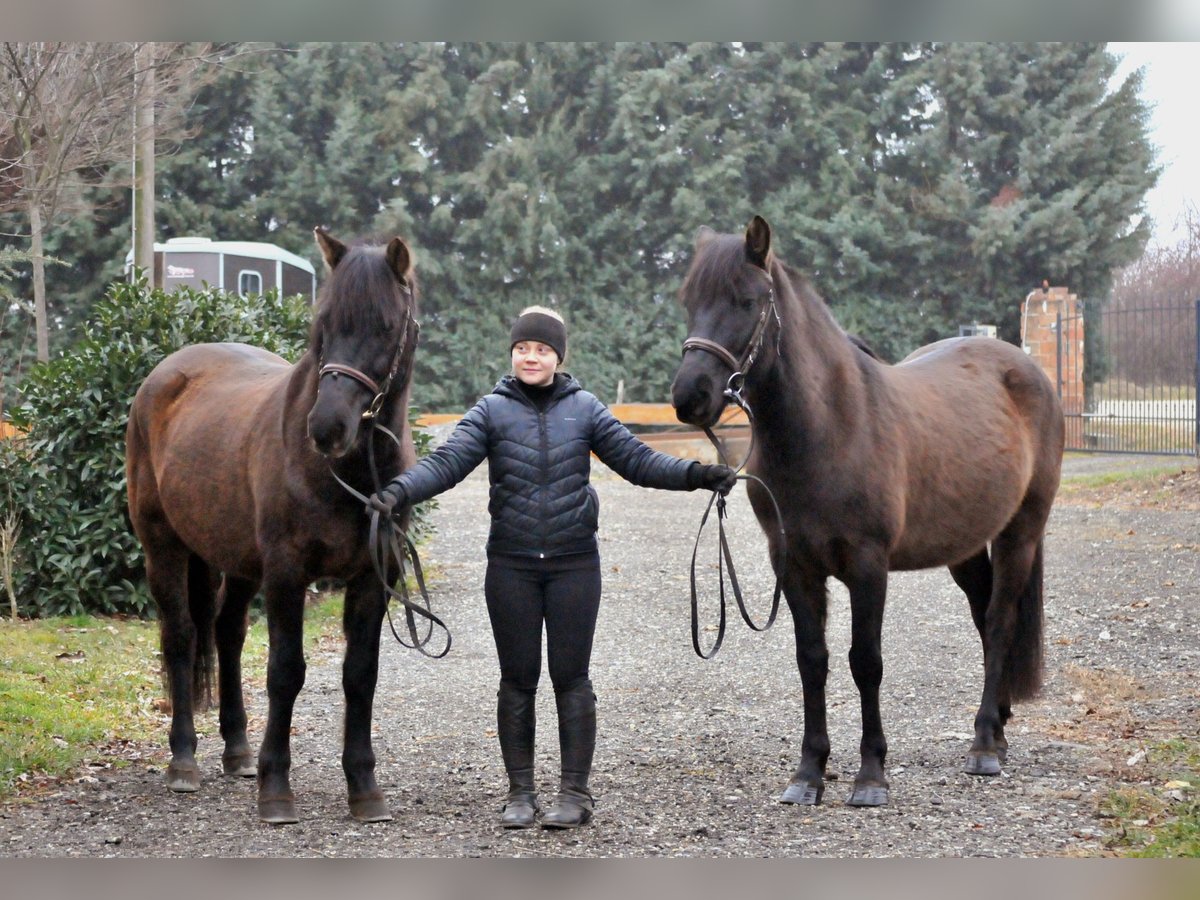 More ponies/small horses Gelding 5 years 14,1 hh Dun in Schattendorf