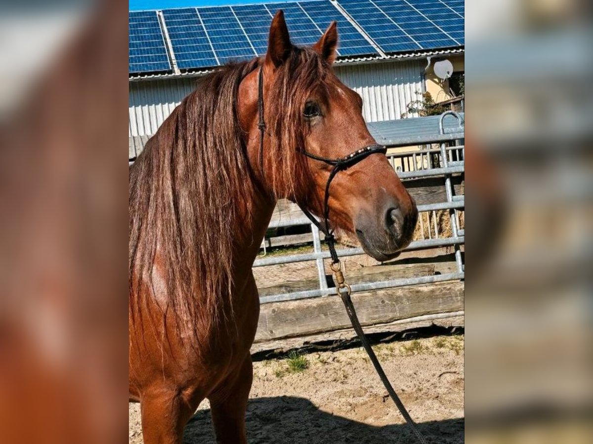 More ponies/small horses Gelding 5 years 14,2 hh Chestnut-Red in Bad Camberg