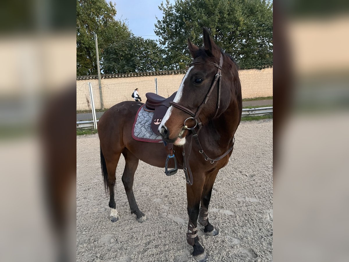 More ponies/small horses Gelding 5 years 15 hh Brown in Les Chères