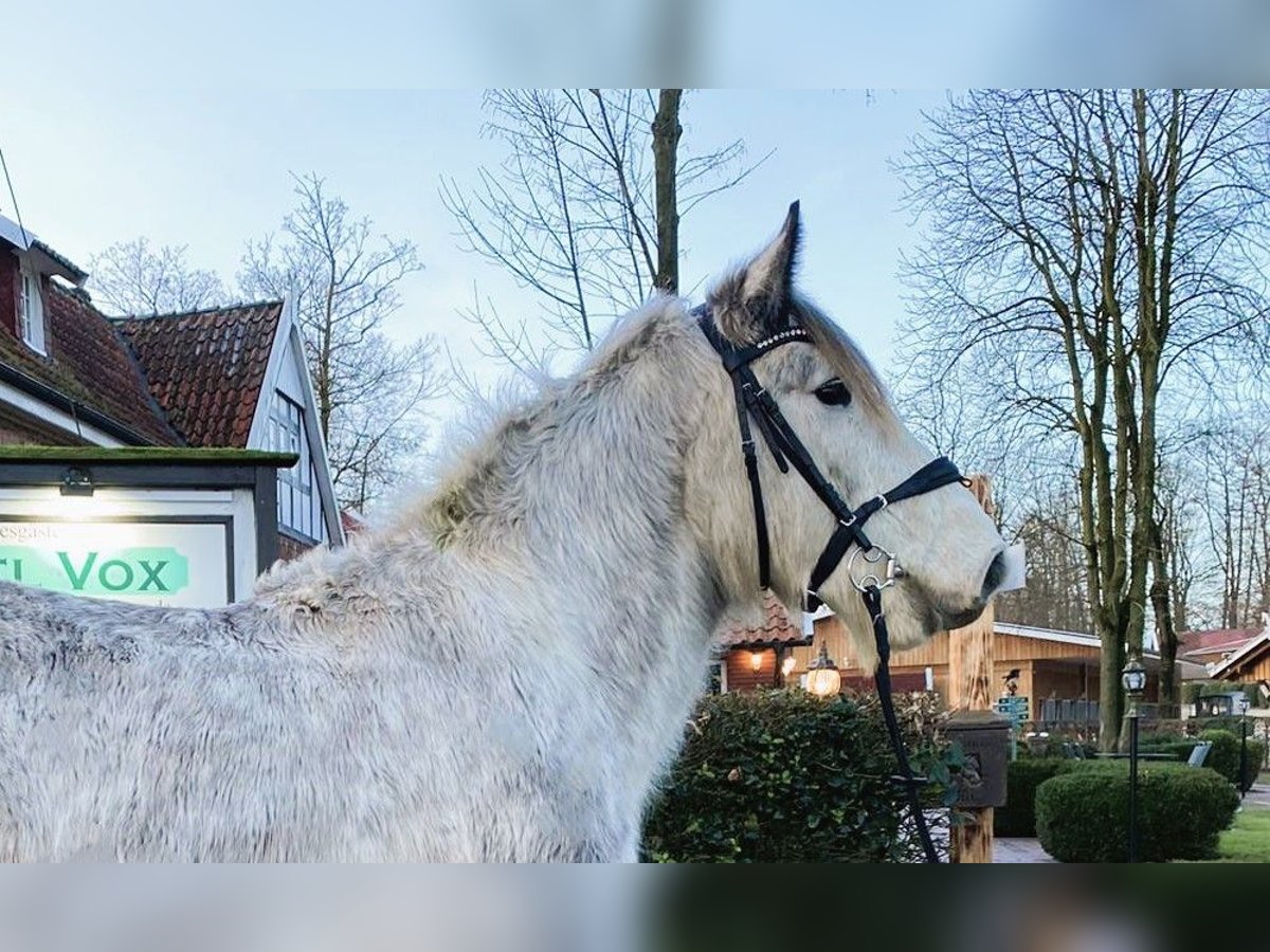 More ponies/small horses Gelding 5 years 15 hh Gray in Eggermühlen