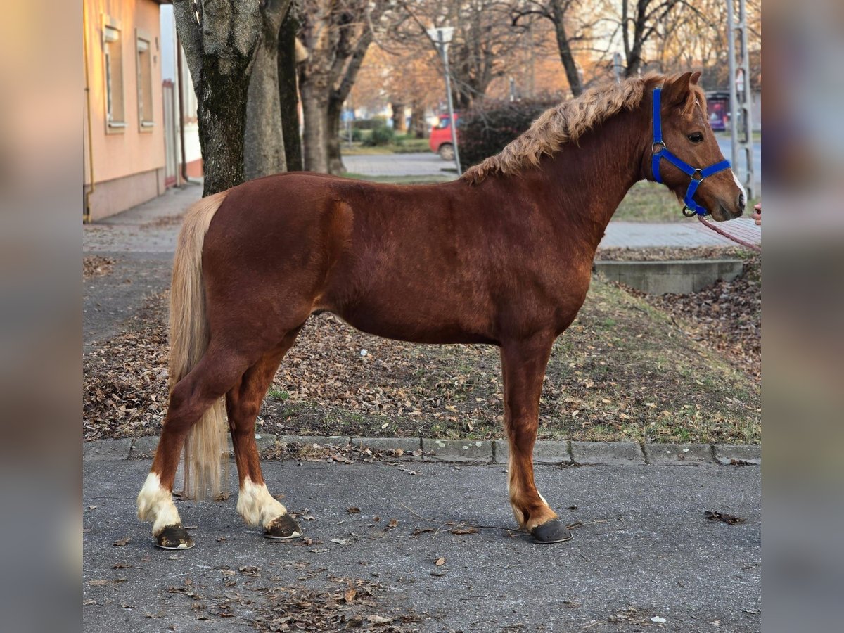 More ponies/small horses Gelding 6 years 12,2 hh in Deggendorf