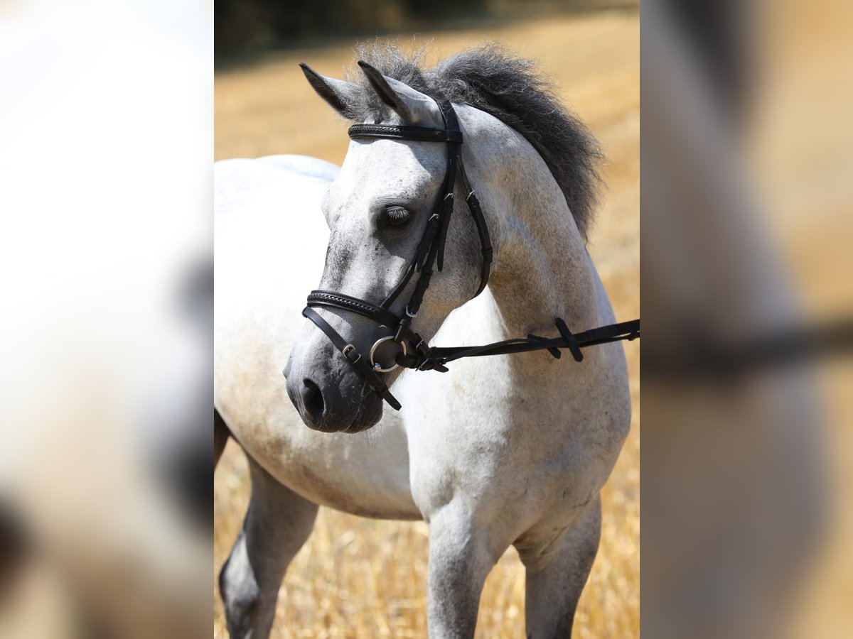 More ponies/small horses Gelding 6 years 13 hh Gray in Schlatt