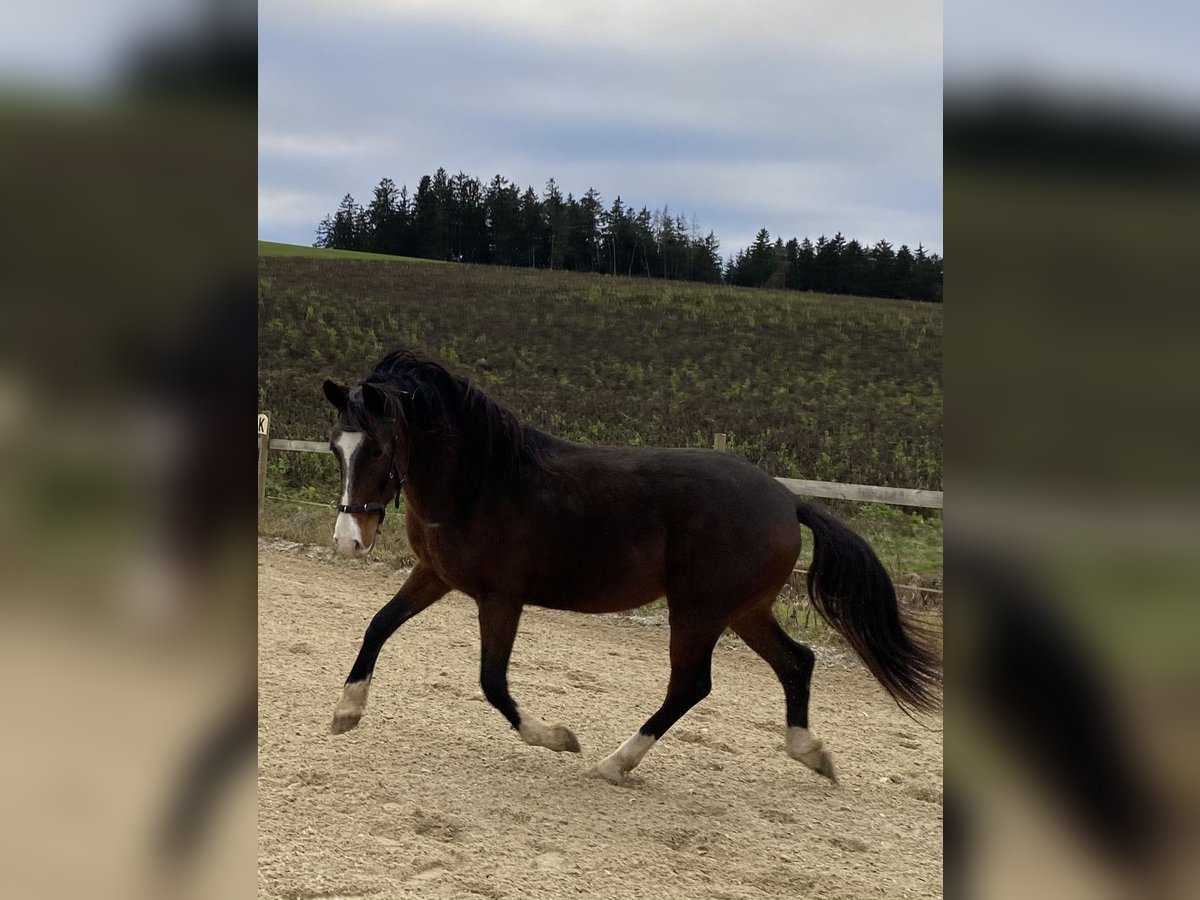 More ponies/small horses Gelding 6 years 14,1 hh Bay-Dark in Hohenthann