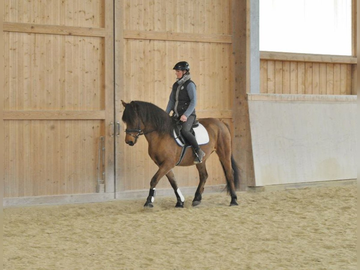 More ponies/small horses Gelding 6 years 14,2 hh Brown in Wellheim