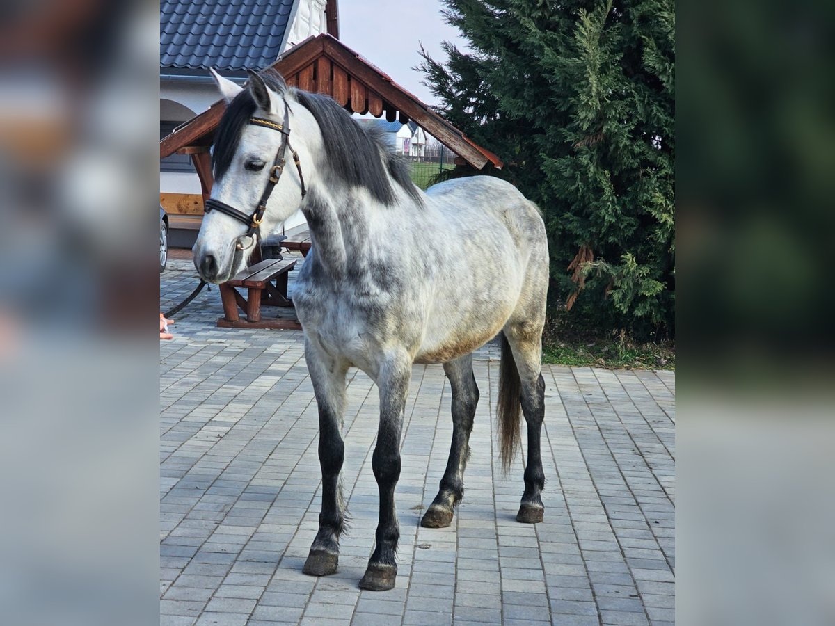 More ponies/small horses Gelding 6 years 14 hh in Deggendorf