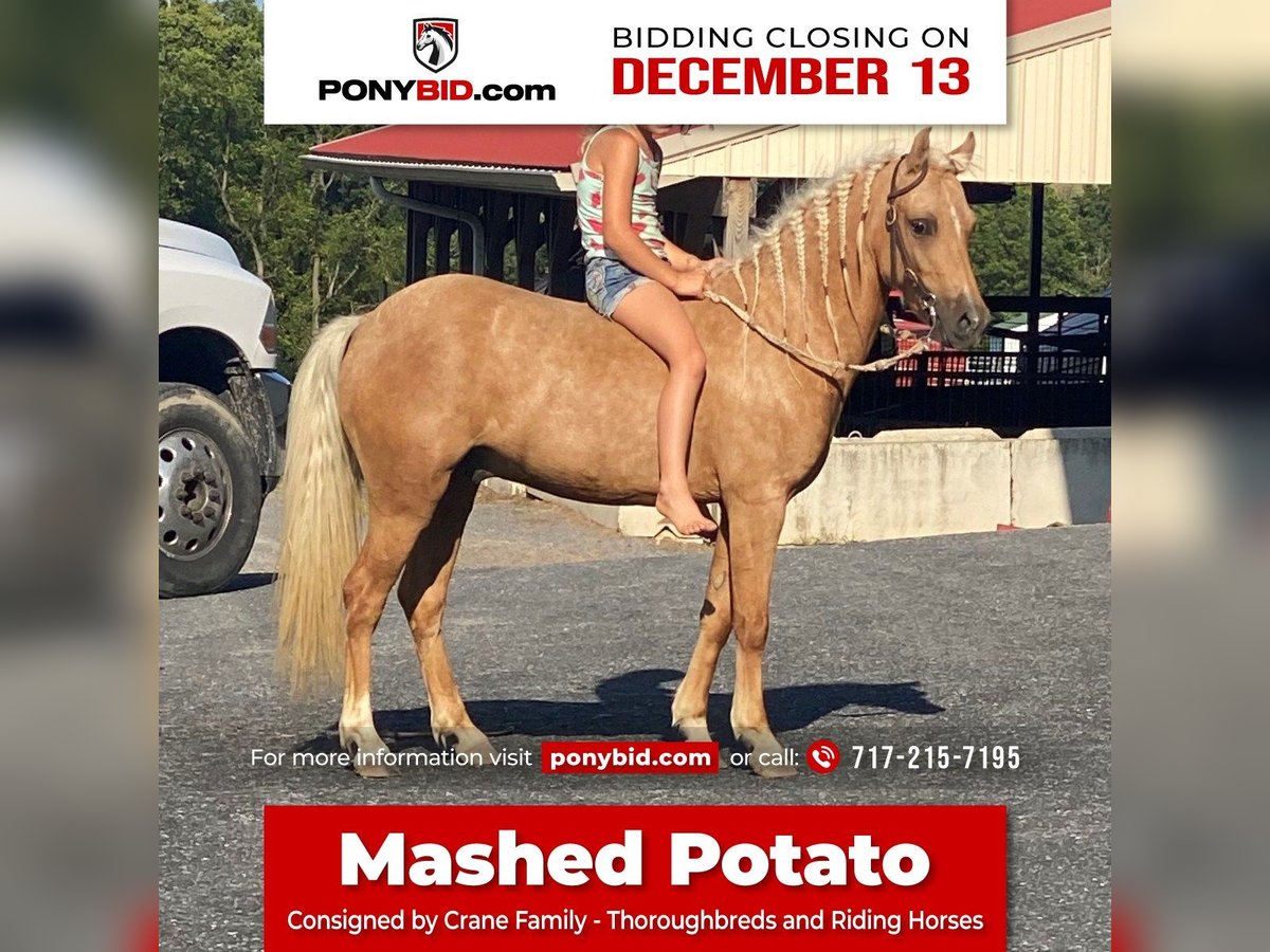 More ponies/small horses Gelding 7 years 11 hh Palomino in Lebanon, PA