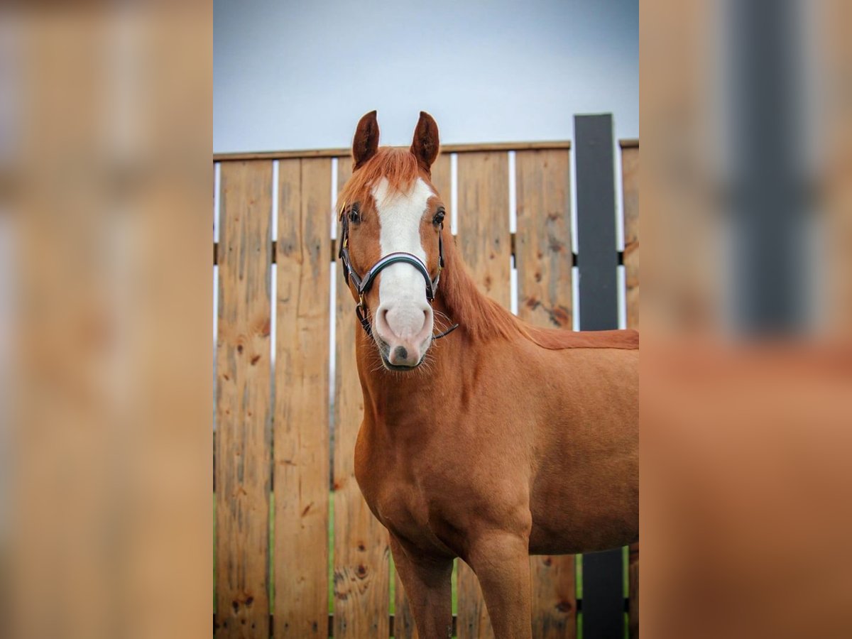 More ponies/small horses Gelding 7 years 14,1 hh Chestnut-Red in Montfoort