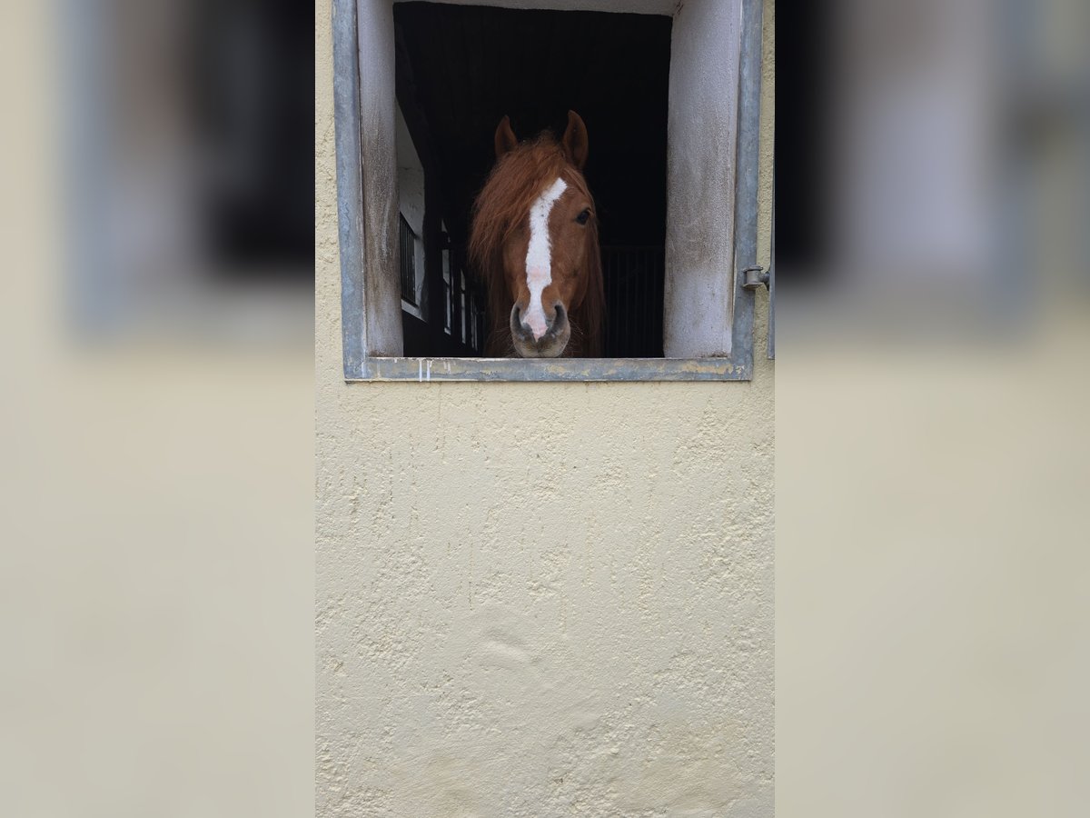 More ponies/small horses Gelding 7 years 14,1 hh Chestnut-Red in Eichstätt