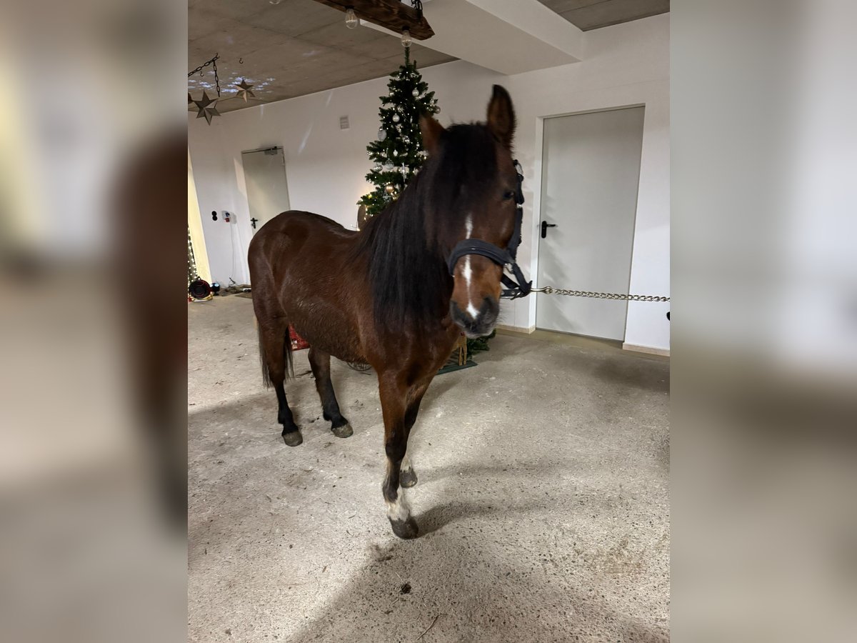 More ponies/small horses Gelding 7 years 14,1 hh in Passau