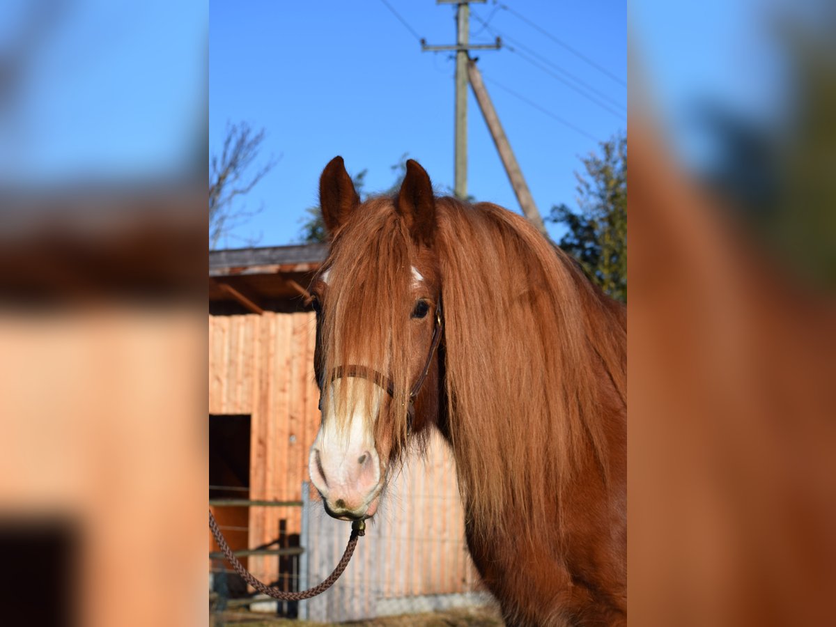 More ponies/small horses Mix Gelding 7 years 14,2 hh Chestnut-Red in Emmering