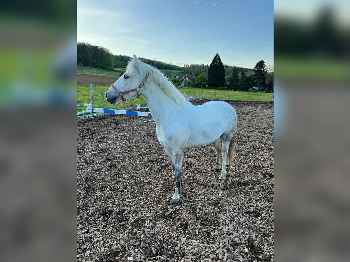 More ponies/small horses Mix Gelding 8 years 13,2 hh Gray in Riniken