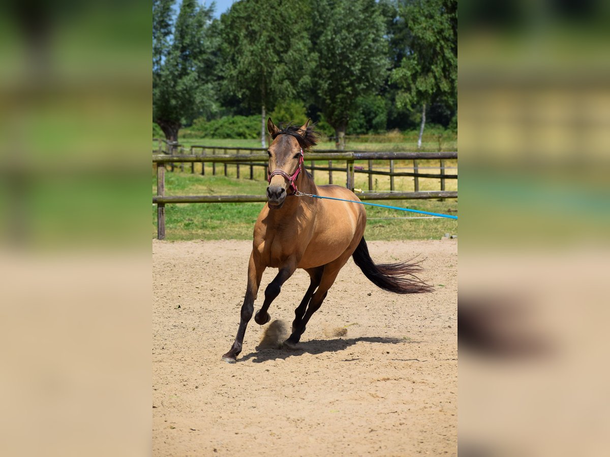 More ponies/small horses Gelding 8 years 13,3 hh Buckskin in Giesbeek