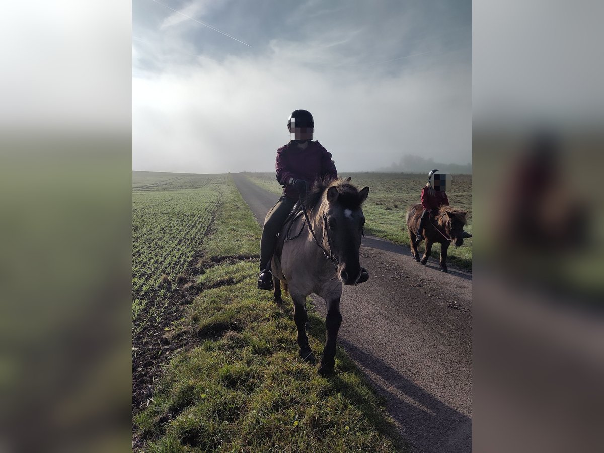 More ponies/small horses Gelding 8 years 13 hh Dun in Volkmarsen