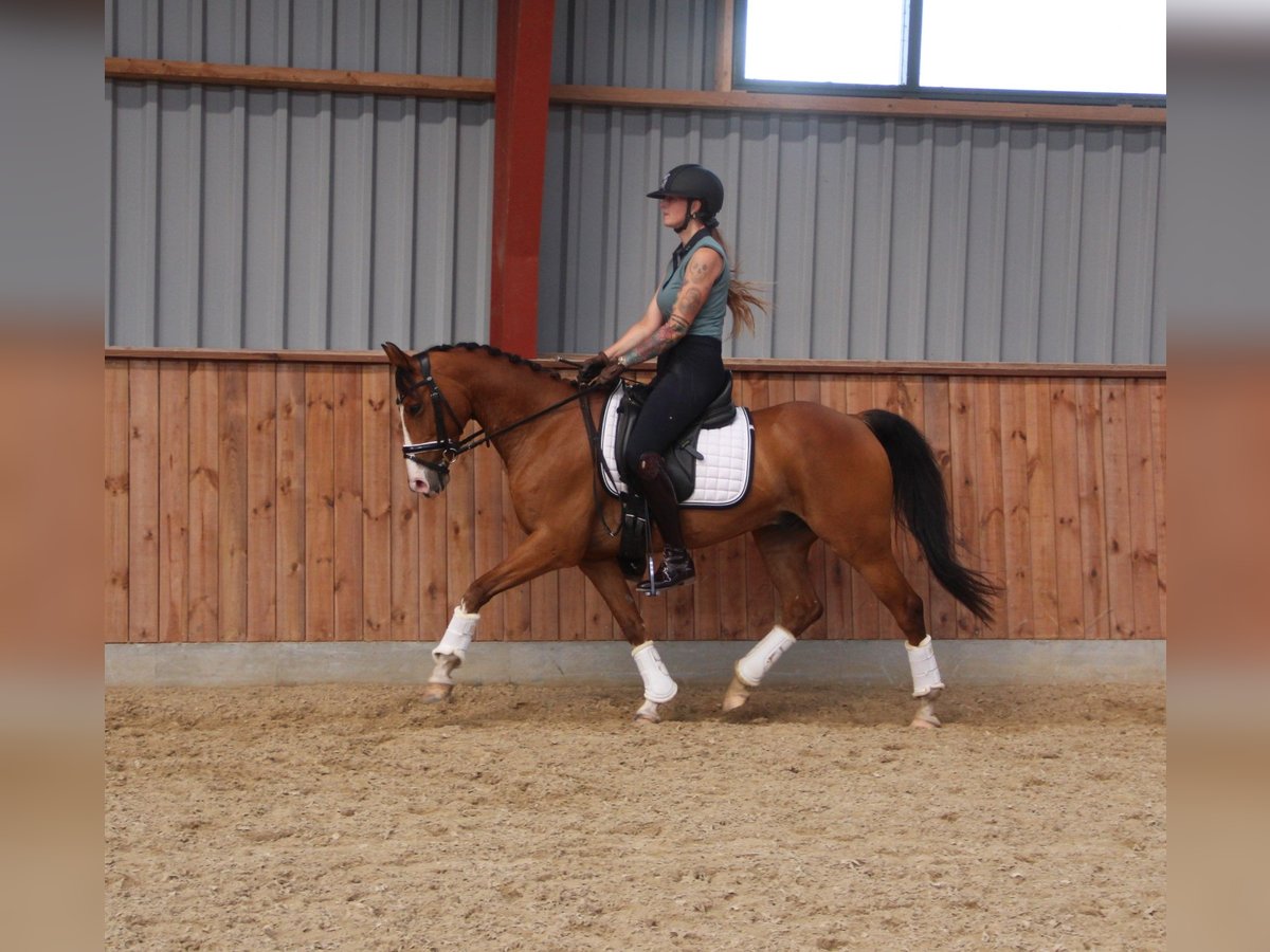 More ponies/small horses Gelding 8 years 14,1 hh Brown-Light in Hobro