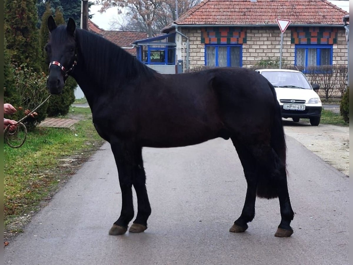 More ponies/small horses Gelding 8 years 14 hh Black in Deggendorf