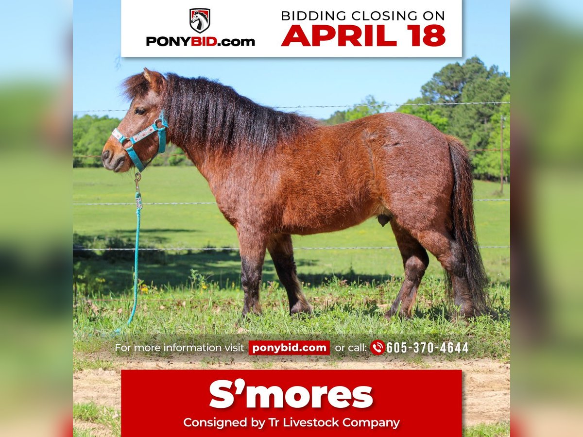 More ponies/small horses Gelding 8 years 8,2 hh Roan-Bay in Rusk, TX