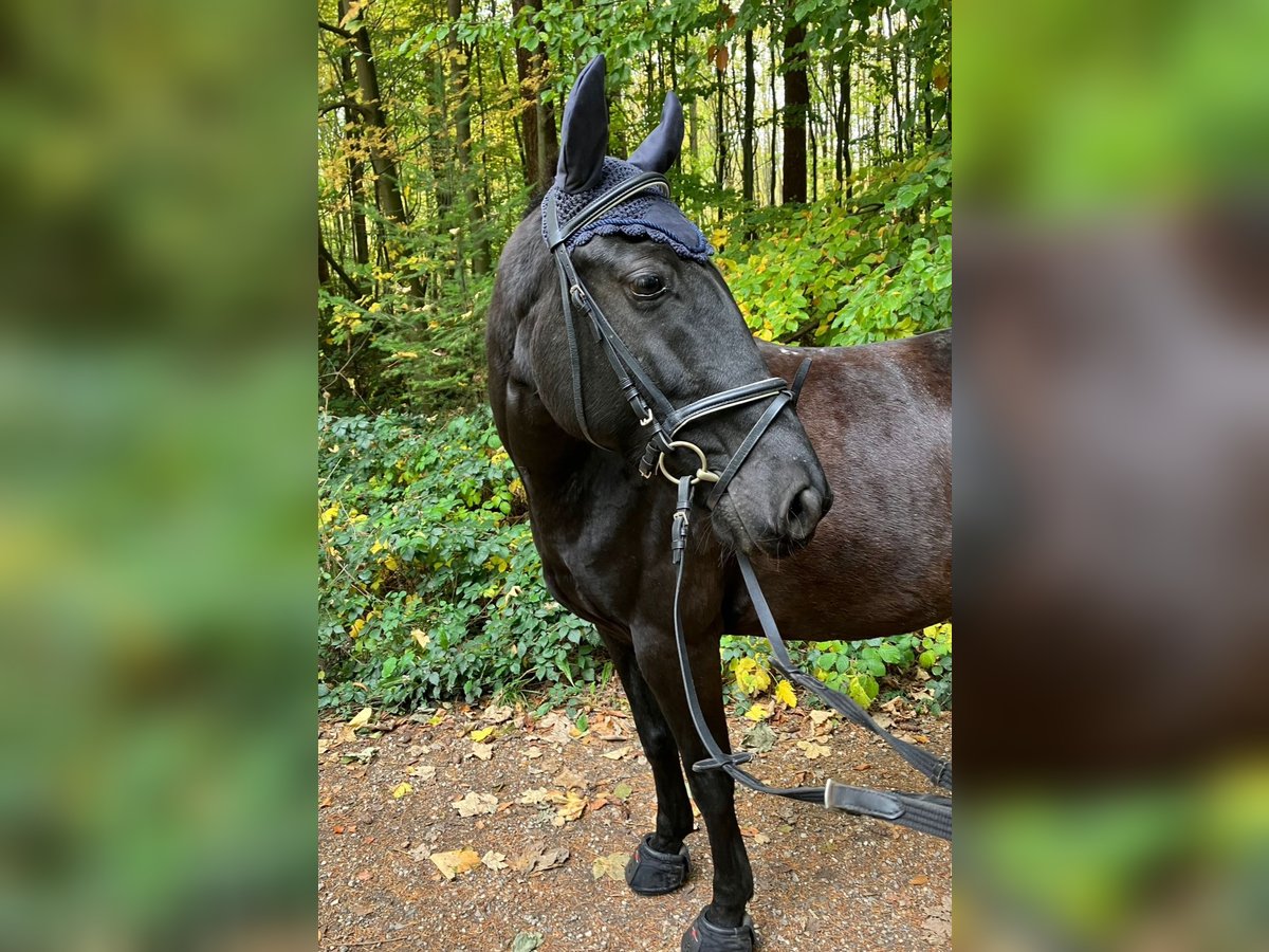 More ponies/small horses Mare 10 years 14,2 hh Black in München-Aubing