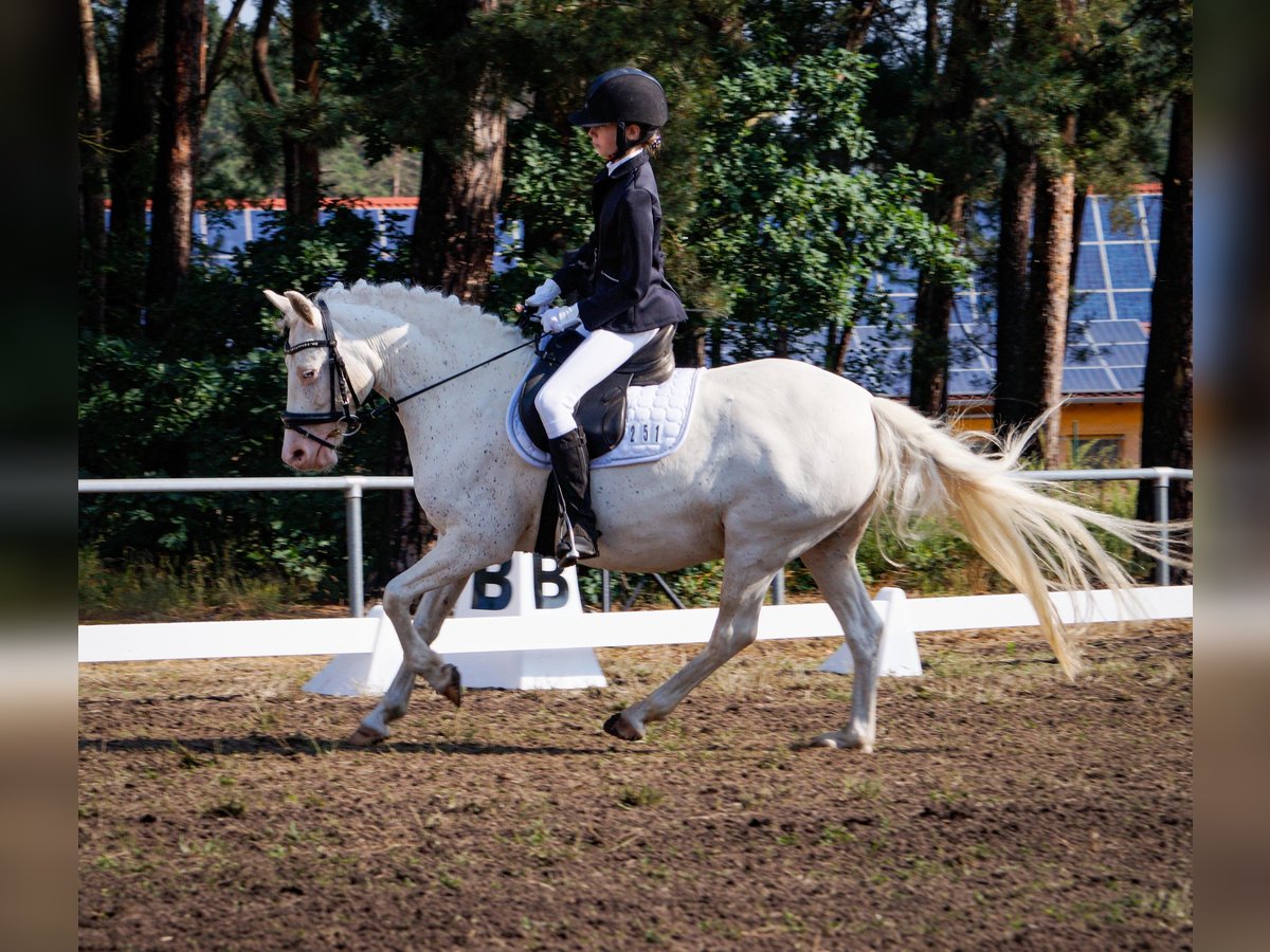 More ponies/small horses Mare 11 years 13,1 hh Gray in Kloster Lehnin