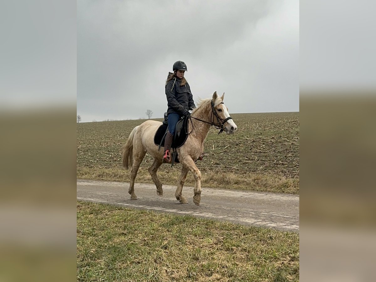 More ponies/small horses Mare 11 years 14,2 hh Palomino in Daleiden