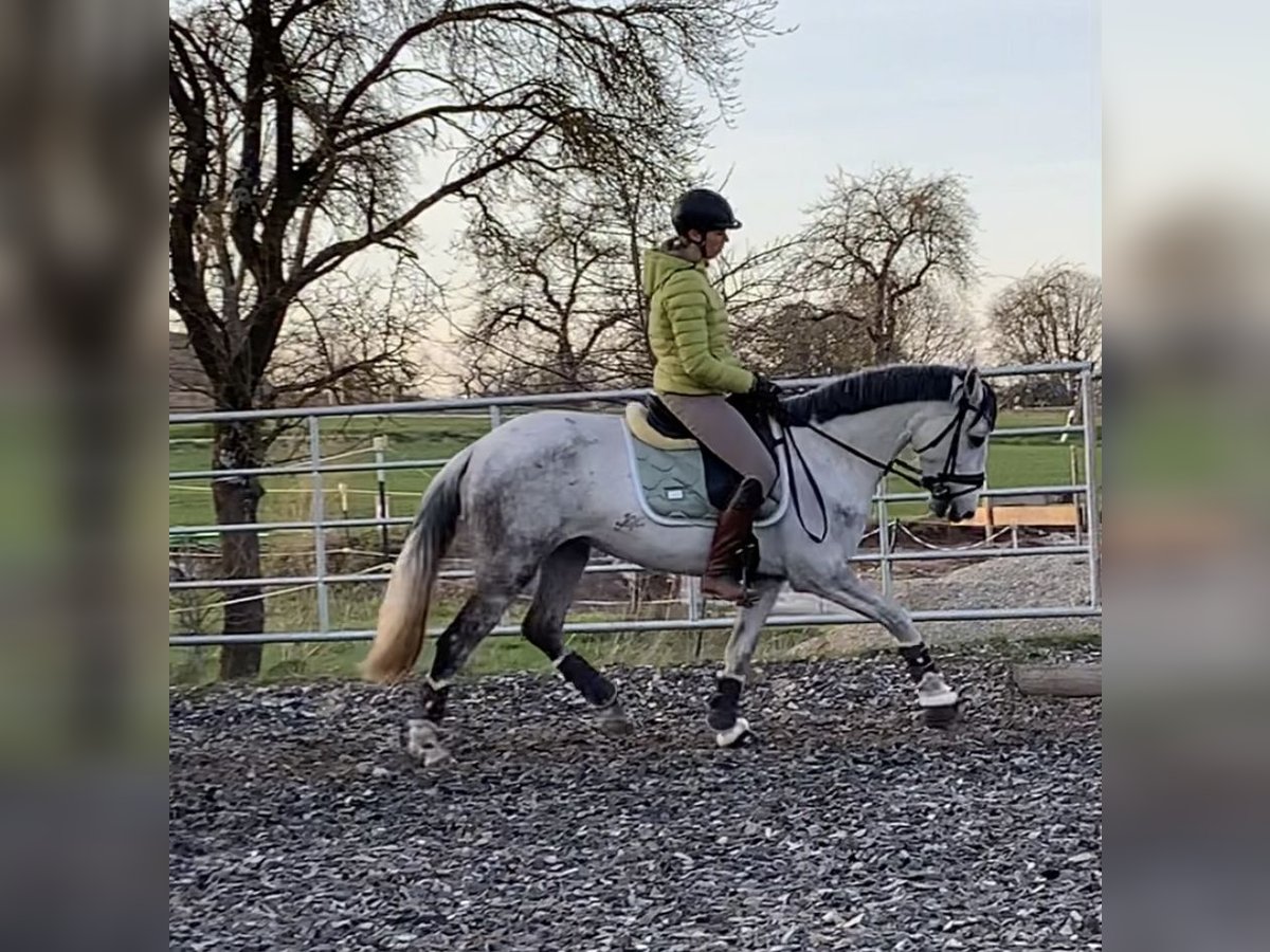 More ponies/small horses Mix Mare 11 years 15 hh Gray-Dapple in Ellwangen (Jagst)