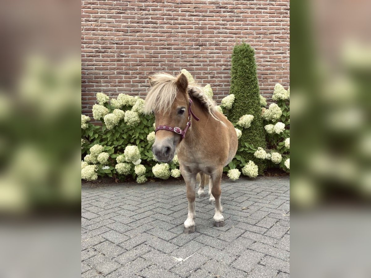 More ponies/small horses Mare 11 years 8,3 hh Brown-Light in Opheusden