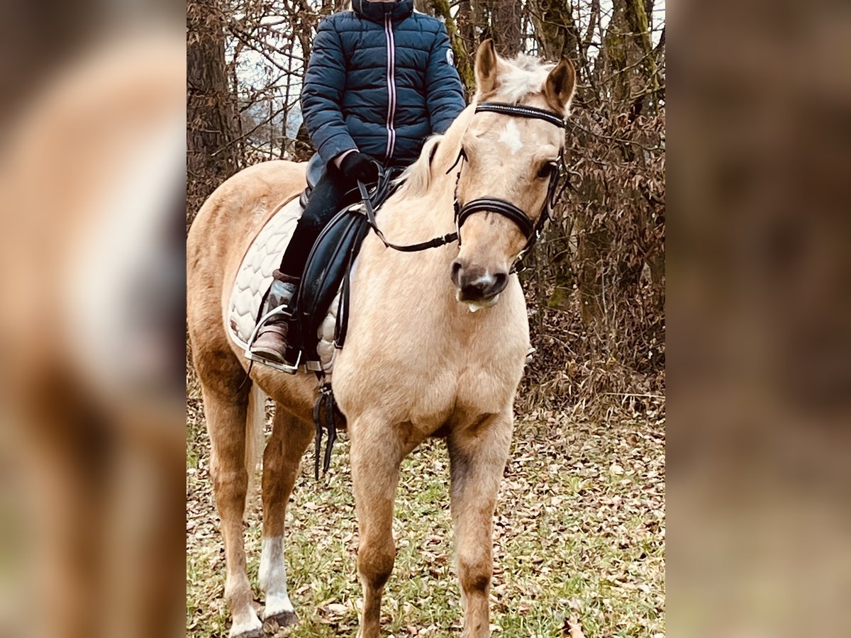 More ponies/small horses Mare 12 years 13,1 hh Palomino in Ursensollen