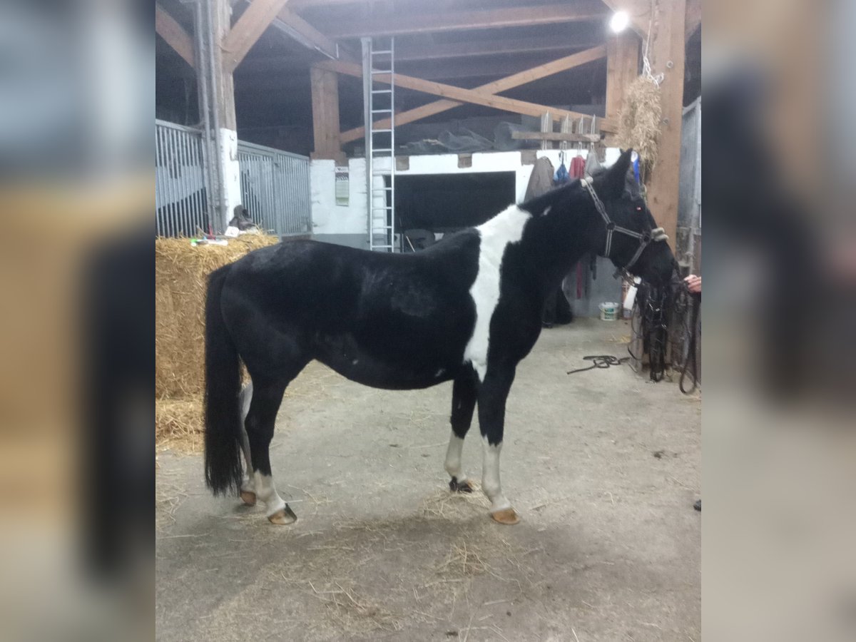 More ponies/small horses Mare 13 years 13,3 hh Pinto in Linden