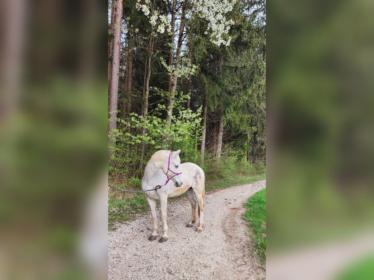 More ponies/small horses Mix Mare 13 years 14,1 hh Gray in Kirchensittenbach