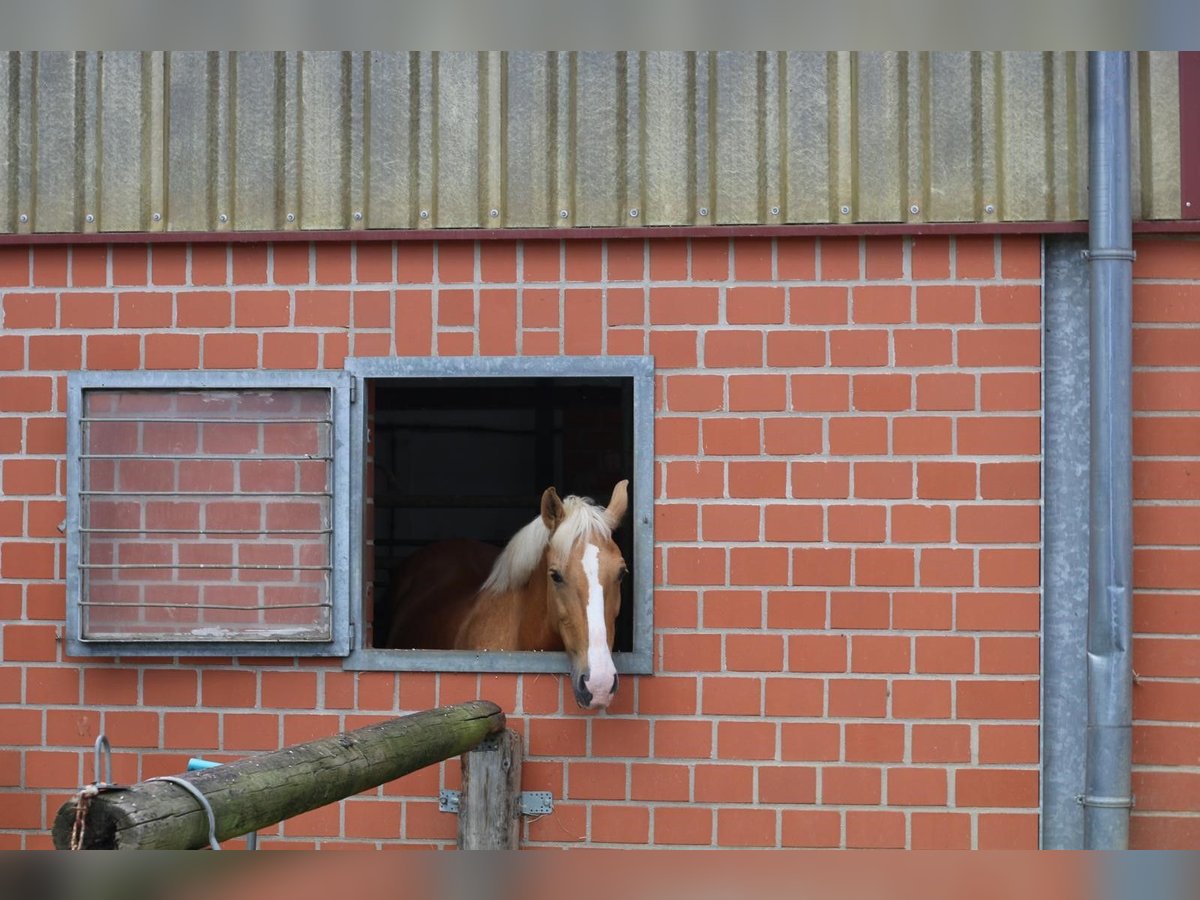 More ponies/small horses Mare 13 years 14,1 hh Palomino in Heiden