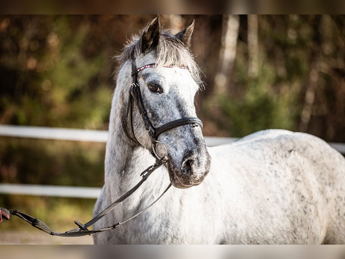 More ponies/small horses Mare 14 years 13,1 hh Gray in Velden