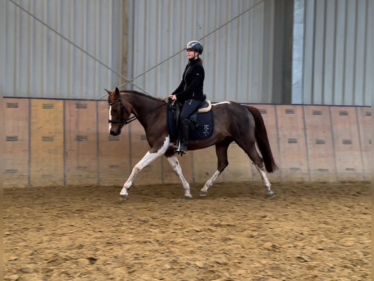 More ponies/small horses Mare 15 years 14,1 hh Pinto in Neustadt (Wied)
