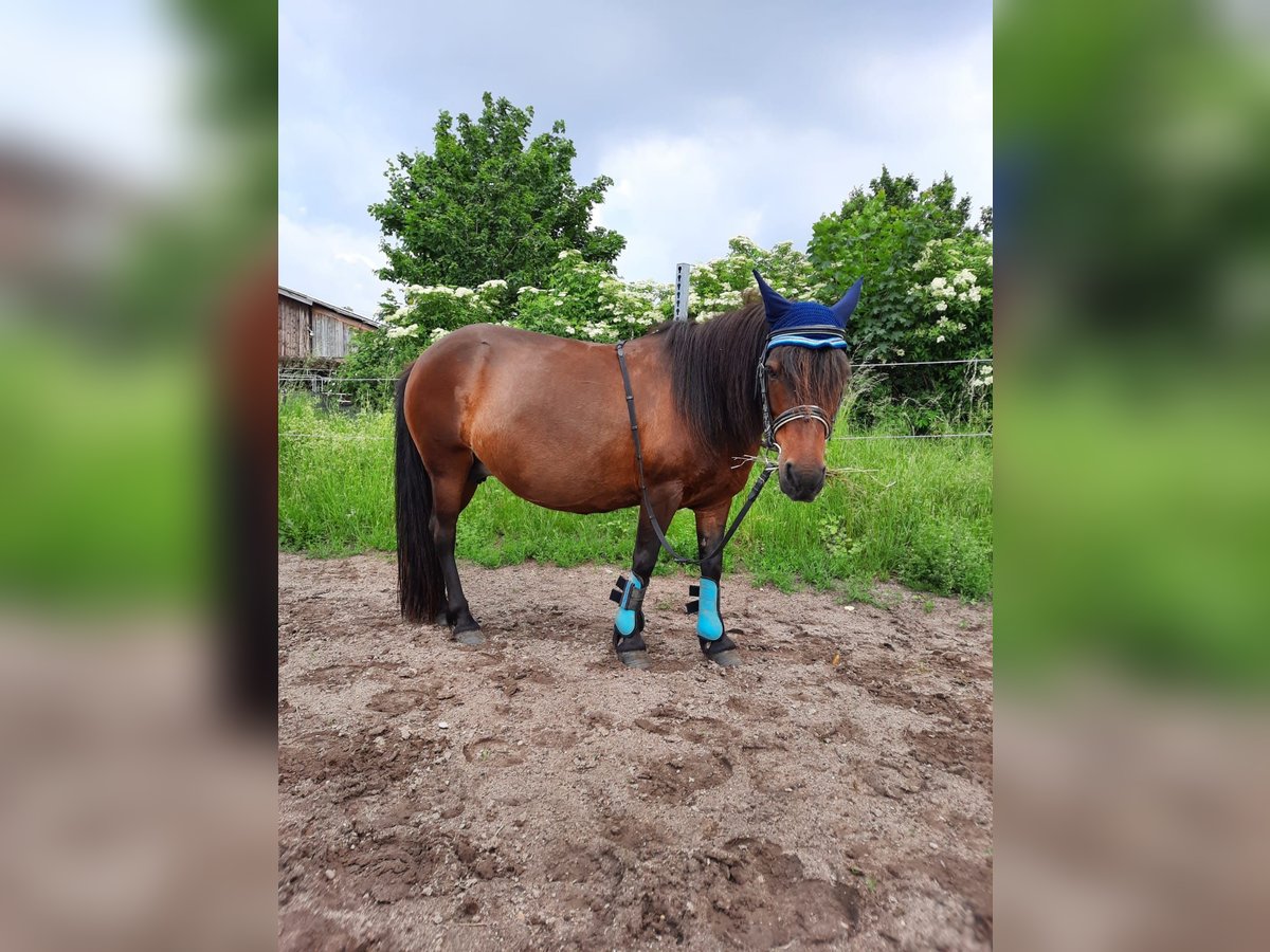 More ponies/small horses Mix Mare 16 years 11,1 hh Brown in Scheibenhardt