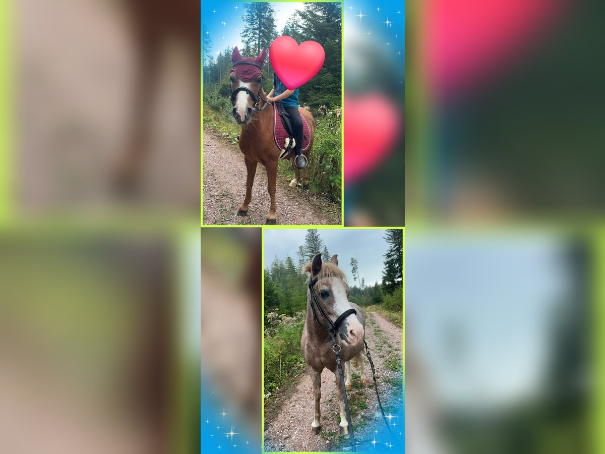 More ponies/small horses Mare 16 years 11,2 hh Gray-Red-Tan in Königsfeld im Schwarzwald