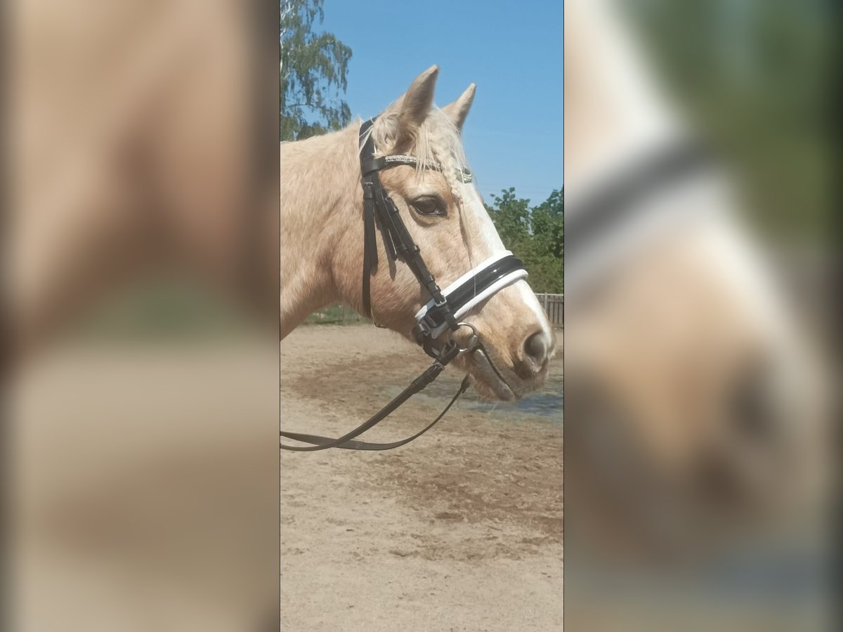 More ponies/small horses Mare 18 years 14,1 hh Palomino in Niederkassel